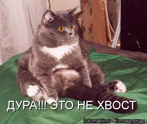 4743317_7m (500x423, 35Kb)