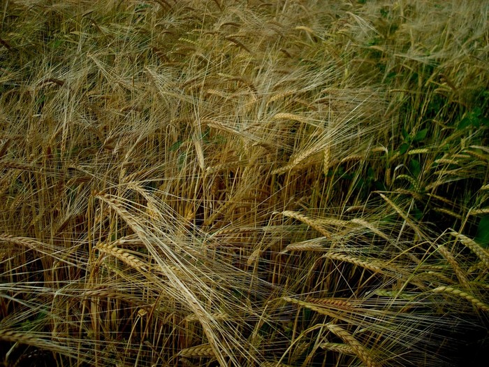   ... (700x525, 184Kb)