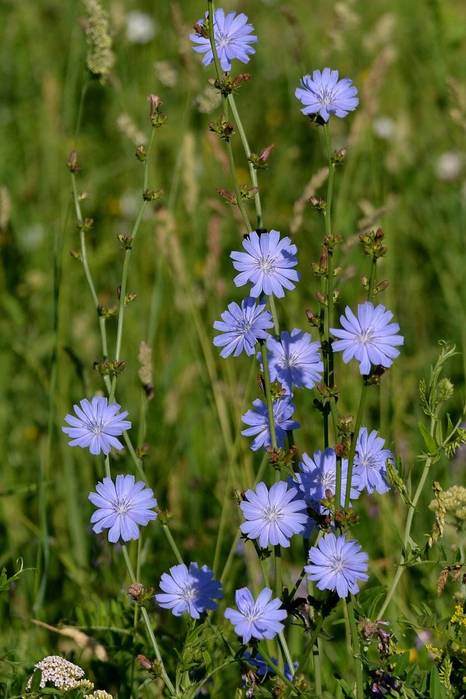 chicory11 (466x700, 52Kb)