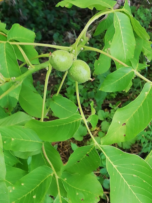 IMG_20220608_080528 (525x700, 481Kb)