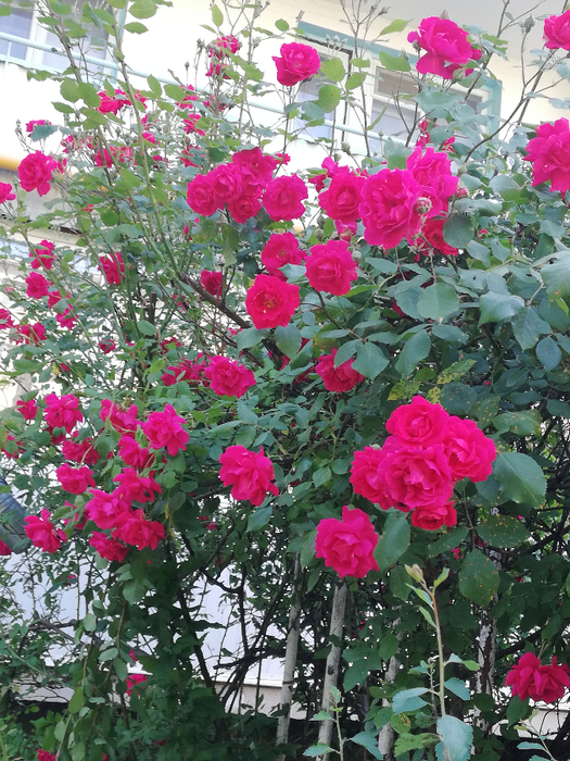 IMG_20220608_084952 (525x700, 588Kb)