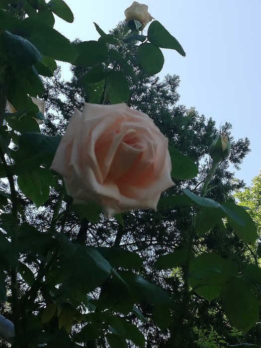 IMG_20220608_085142 (525x700, 466Kb)