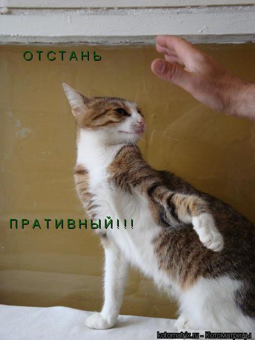 4743317_PL (524x700, 38Kb)