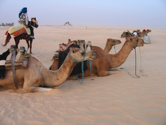 landscape-desert-camel-africa-mammal-holidays-animals-camels-vertebrate-sahara-tunisia-natural-environment-aeolian-landform-camel-like-mammal-arabian-camel-1379336 (700x525, 90Kb)