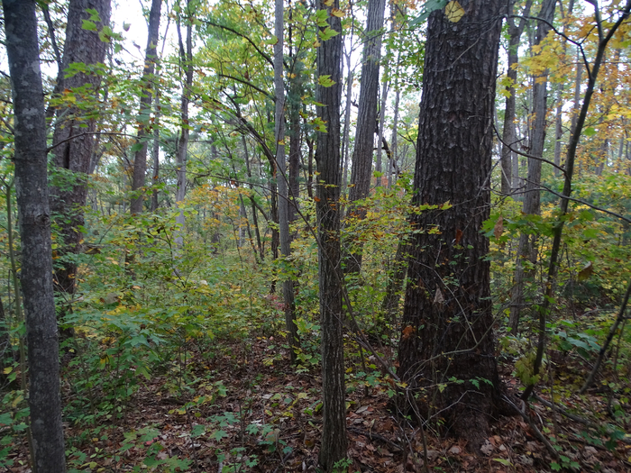DSC00772 (700x525, 620Kb)