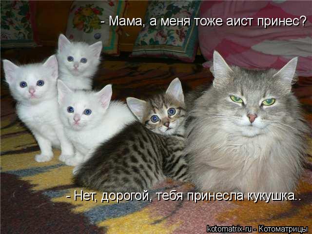 4743317_Pi (640x480, 52Kb)