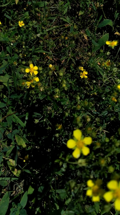 Screenshot_2022-07-21-11-57-37 (393x700, 253Kb)