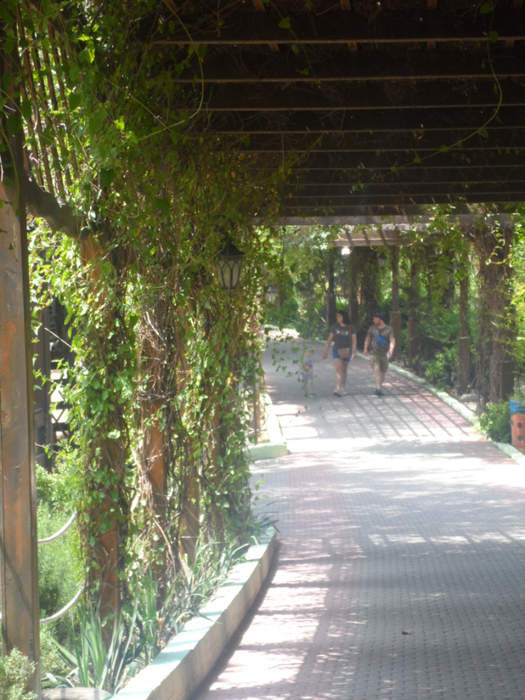 SAM_4427 (525x700, 473Kb)