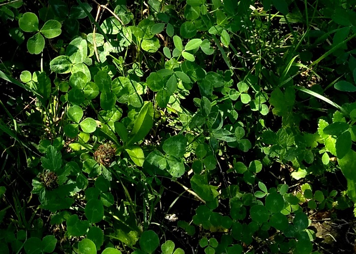0009 (700x499, 194Kb)