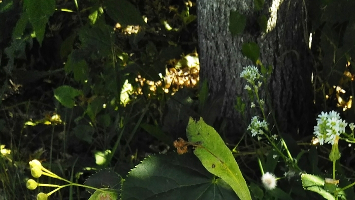 0009 (700x393, 202Kb)