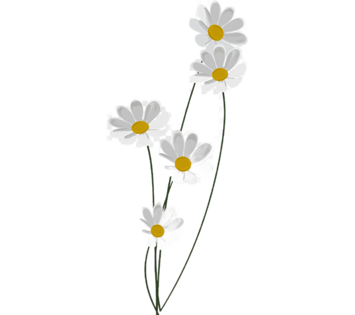 png-clipart-common-daisy-oxeye-daisy-floral-design-roman-chamomile-flor-blanca-white-plant-stem (700x622, 126Kb)