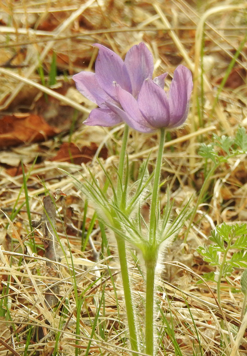 DSCN9912 (485x700, 504Kb)