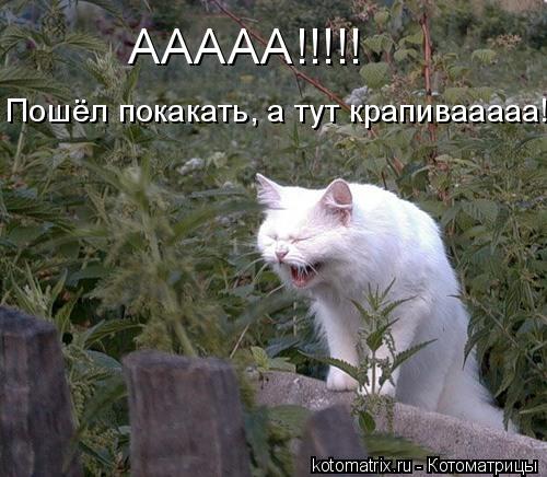 4743317_t (500x436, 47Kb)