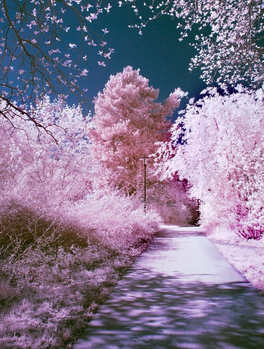 природа 1 (529x700, 225Kb)