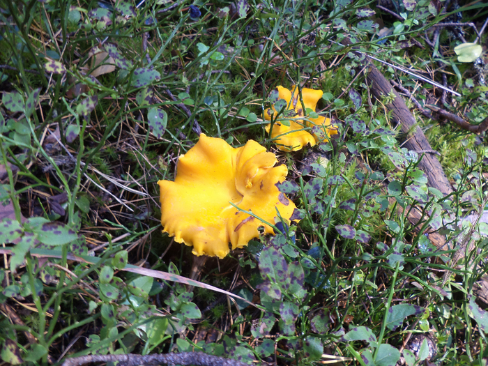 Поход в лес в конце августа. Обсуждение на LiveInternet - Российский ...