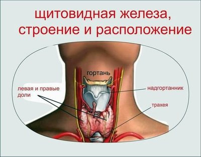 gland-thyreoid-01 (400x313, 87Kb)