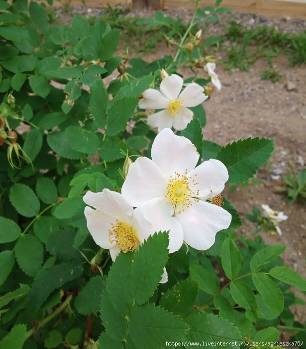 image-2022-08-31 14_59_35 (4) (615x700, 311Kb)