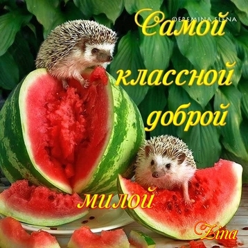 5182169_MtMepm6TW7wS (358x358, 125Kb)