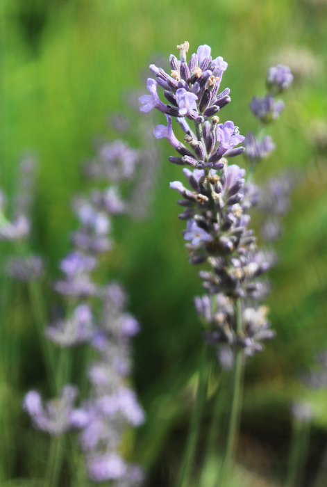 IMG_8998 (471x700, 338Kb)