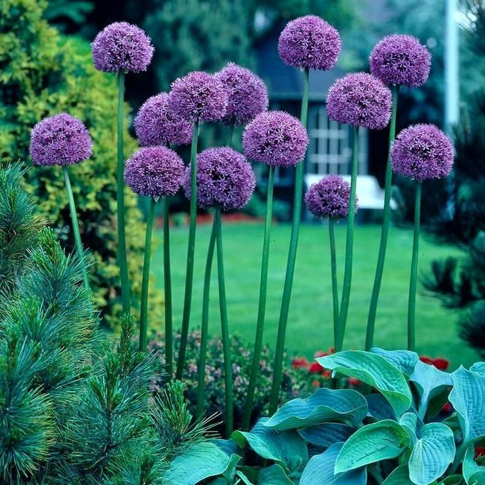 Allium (700x700, 128Kb)