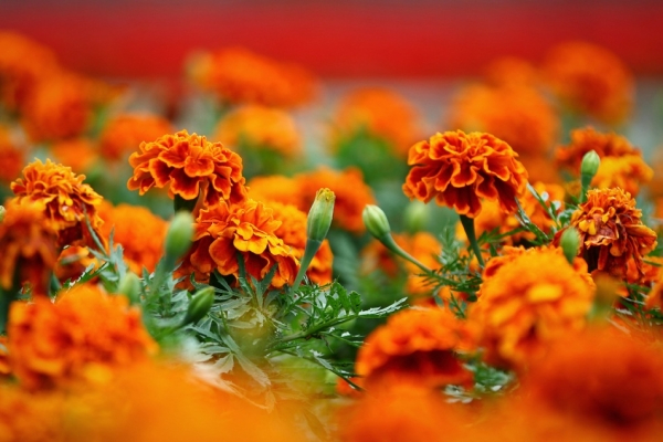 Tagetes (600x400, 253Kb)