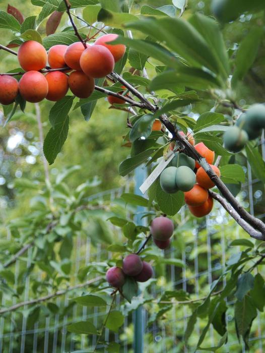 good-grafting-of-fruit-trees-tittle (526x700, 62Kb)
