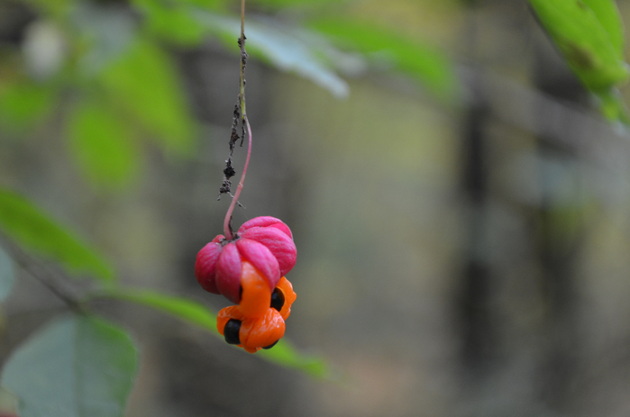 DSC_1261 (700x463, 252Kb)