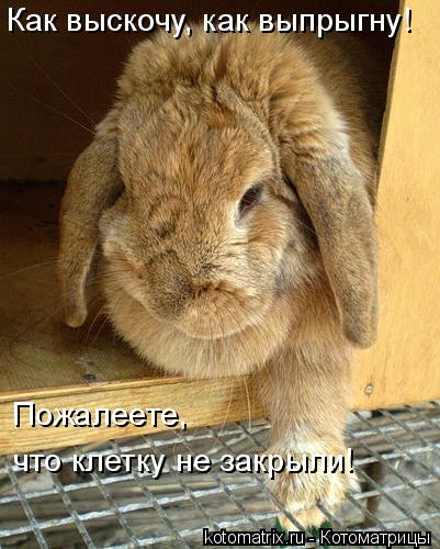 4743317_ZL (401x500, 48Kb)
