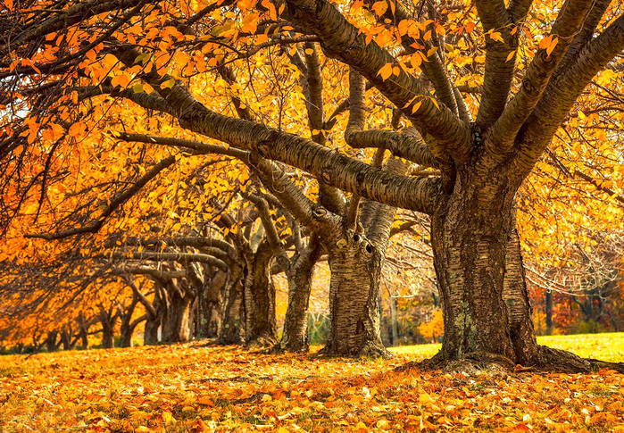 935a_895763 (700x485, 738Kb)