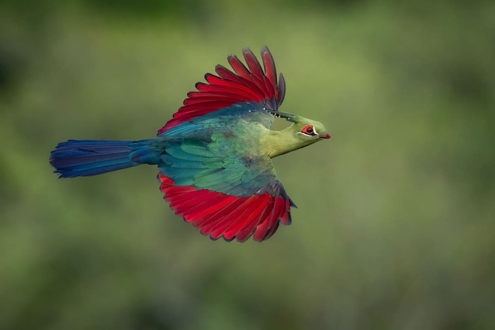 bird-photograph-of-the-year-winners-8 (700x466, 153Kb)