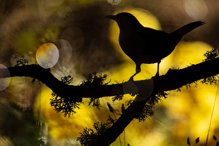 bird-photograph-of-the-year-winners-24 (700x466, 304Kb)