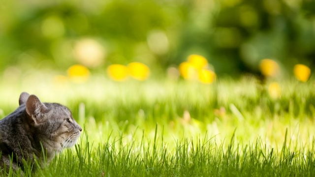 1543994679_8 (640x360, 38Kb)