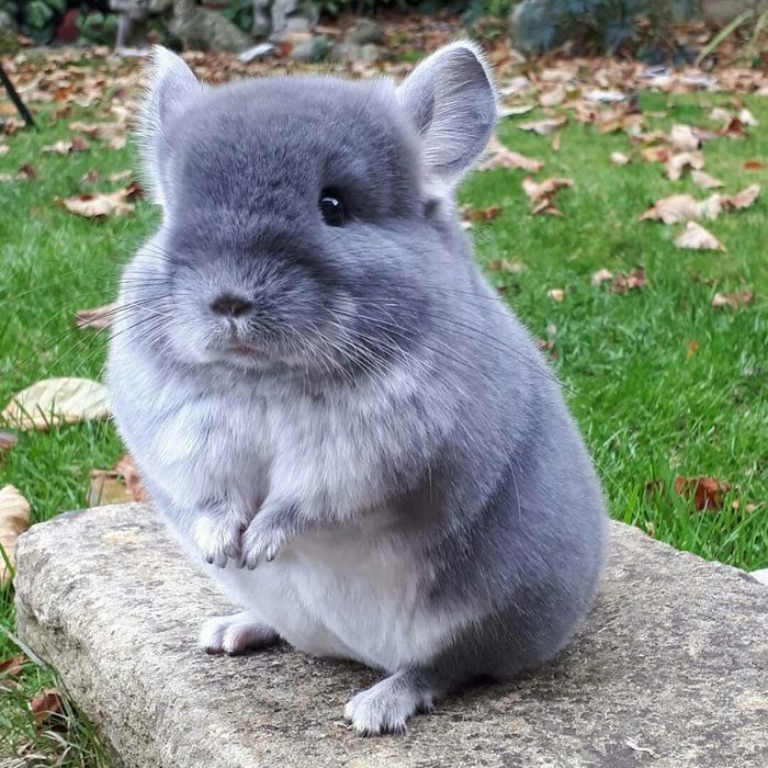 shinshilla-53-1024x1024 (700x700, 127Kb)