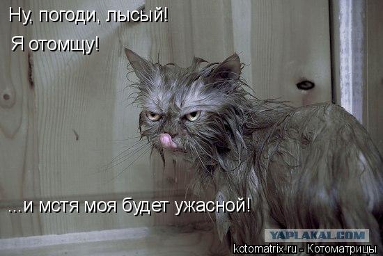 4743317_FW (550x368, 36Kb)