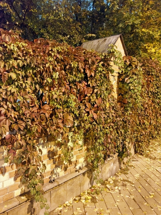 2384045_20220928_192728 (525x700, 400Kb)