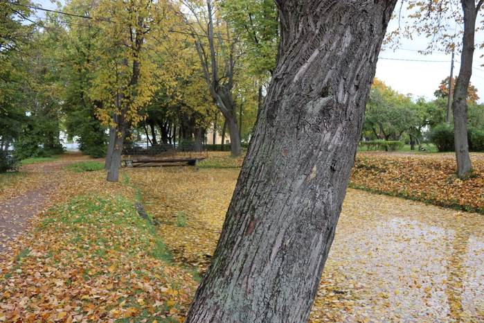 IMG_2292 (700x466, 474Kb)