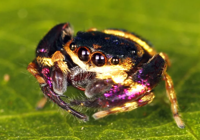 10 самых красивых видов пауков в мире