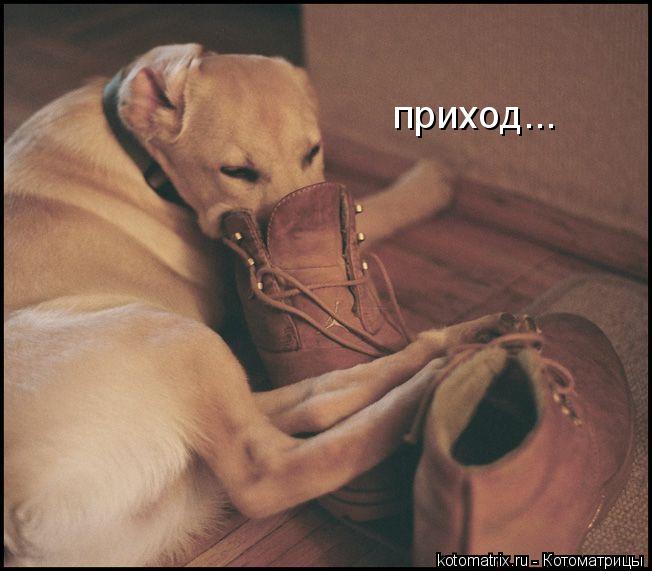 4743317_rY (652x571, 46Kb)