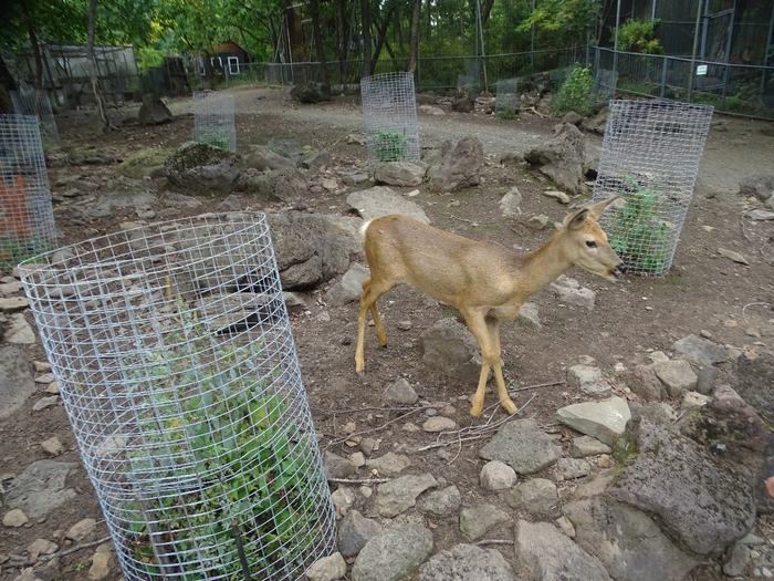 DSC00862 (700x525, 505Kb)