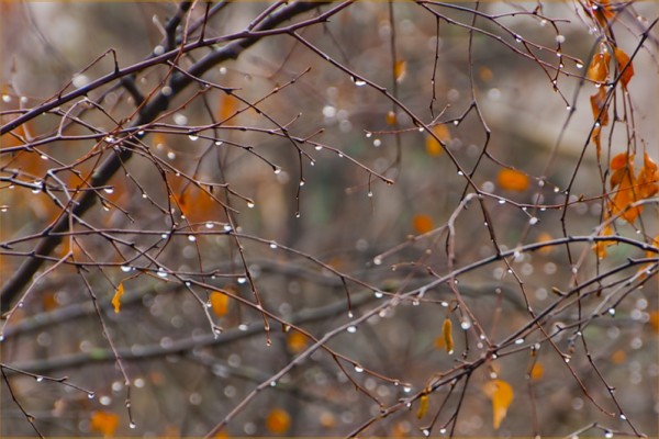 5103149_osen2 (600x400, 69Kb)