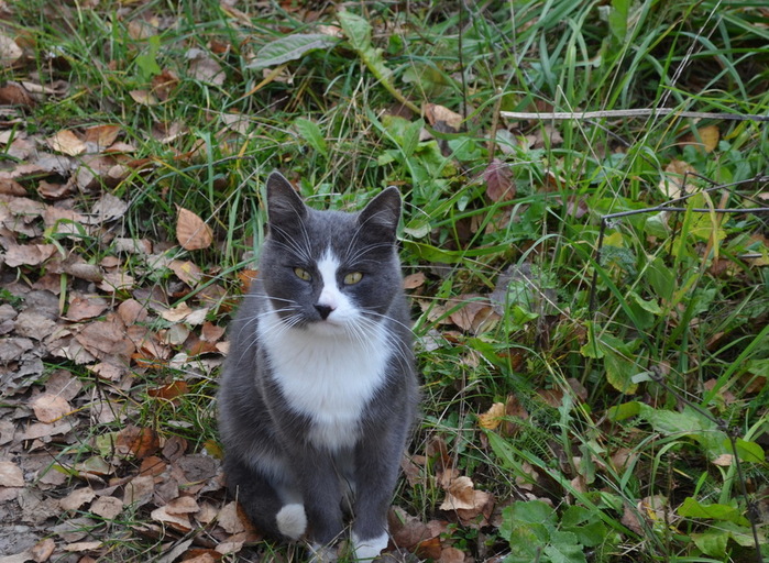 DSC_1243-0 (700x512, 194Kb)