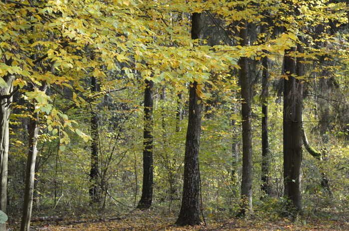DSC_1255 (700x463, 206Kb)