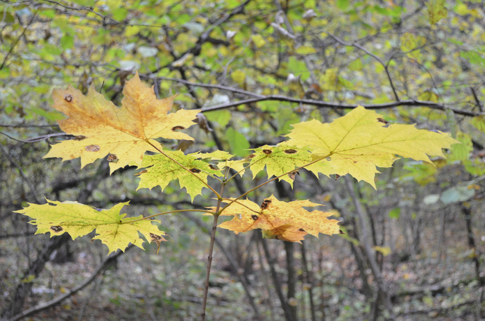 DSC_1286 (700x463, 434Kb)