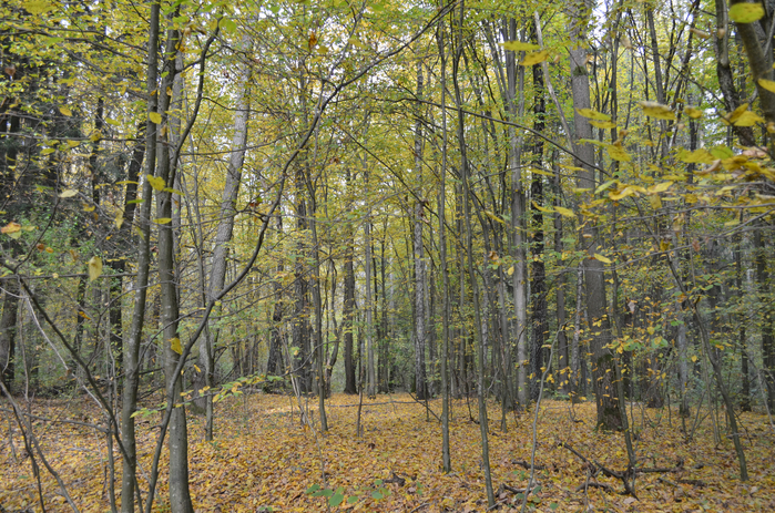 DSC_1257 (700x463, 638Kb)