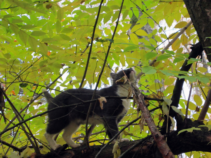 IMG_8110-0 (700x525, 544Kb)