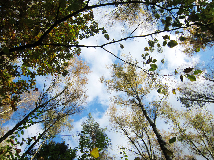 IMG_8120-01 (700x525, 716Kb)