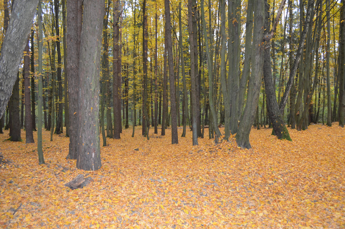 DSC_1304 (700x463, 605Kb)