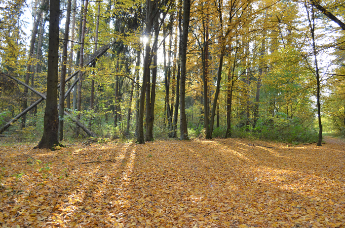 DSC_1315 (700x463, 666Kb)