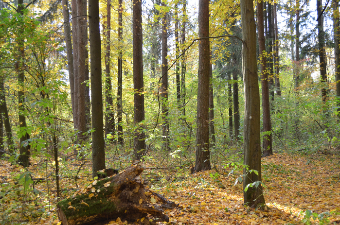 DSC_1324 (700x463, 640Kb)