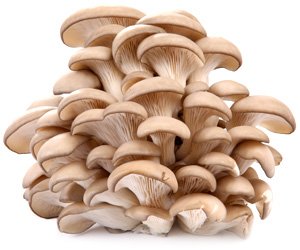 oyster_mushrooms (300x250, 16Kb)